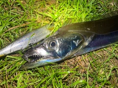 タチウオの釣果