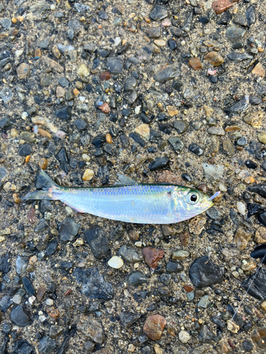 若洲海浜公園海釣り施設