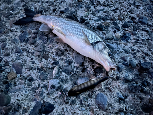 ウグイの釣果