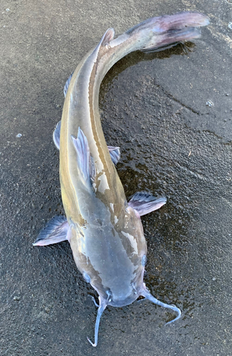 アメリカナマズの釣果