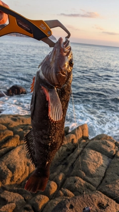 アイナメの釣果