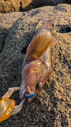 アイナメの釣果