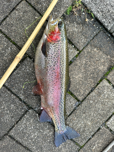 ニジマスの釣果