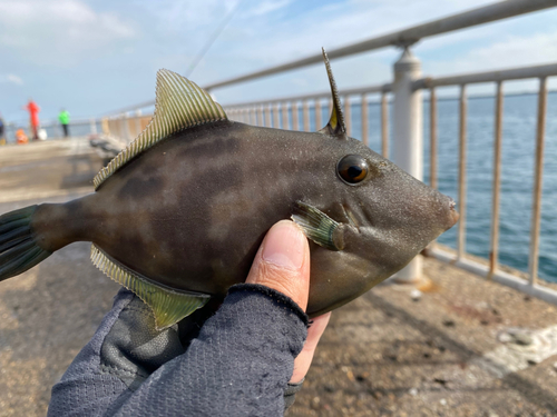 ウマヅラハギの釣果