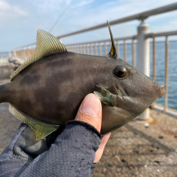 ウマヅラハギ