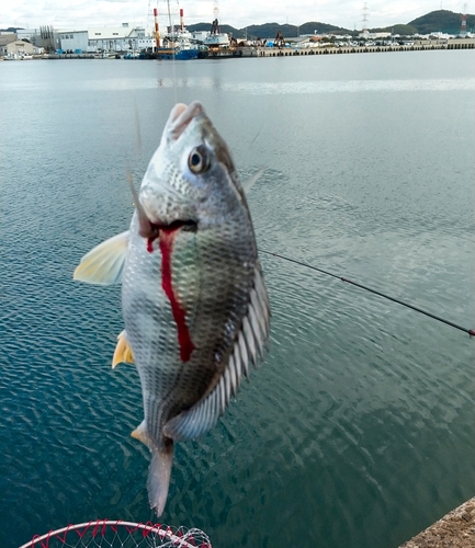 キビレの釣果