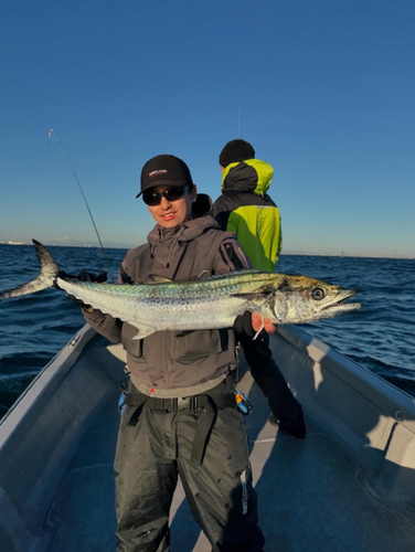 サワラの釣果