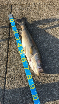 スズキの釣果