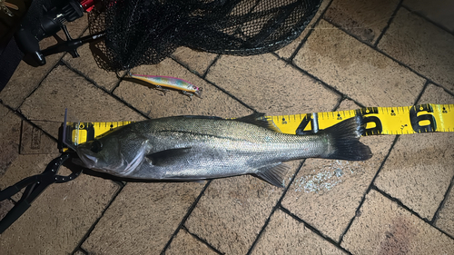 シーバスの釣果