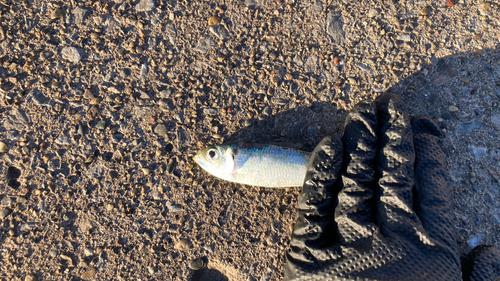 サッパの釣果