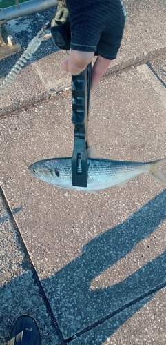 コノシロの釣果