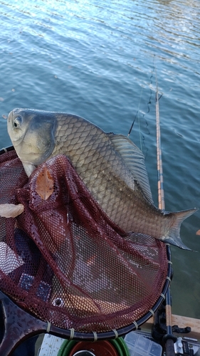 ヘラブナの釣果