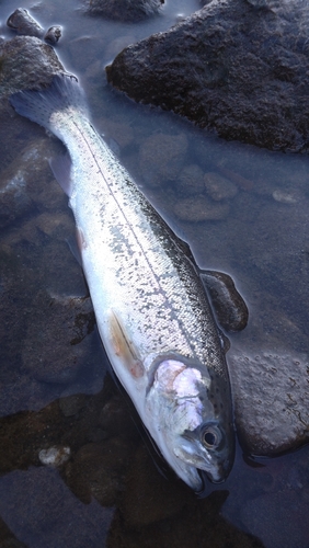 ニジマスの釣果