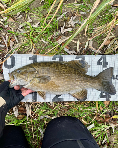 スモールマウスバスの釣果