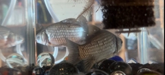 フナの釣果