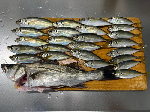 アジの釣果