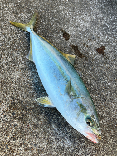 イナダの釣果