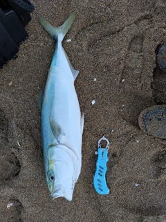 ツバスの釣果