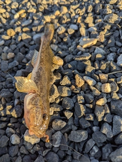 マハゼの釣果