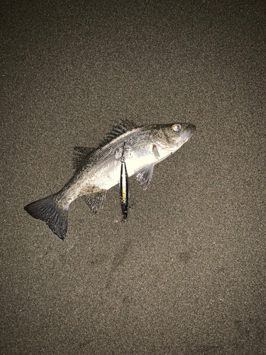 セイゴ（マルスズキ）の釣果