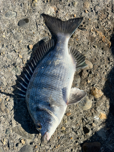 チヌの釣果