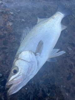 ヒラスズキの釣果