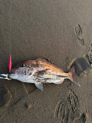 タイの釣果