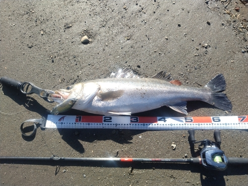 シーバスの釣果