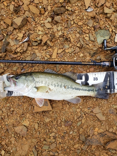 ブラックバスの釣果