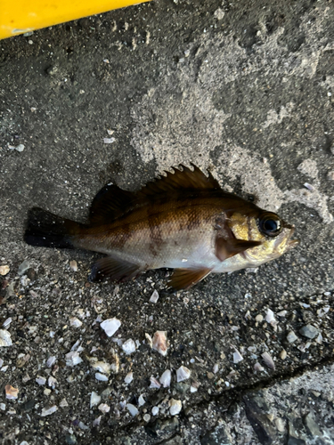 小名浜港市場前