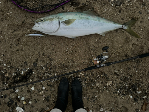 ブリの釣果