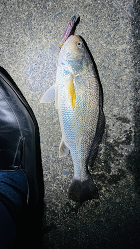 イシモチの釣果