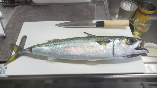 サバの釣果