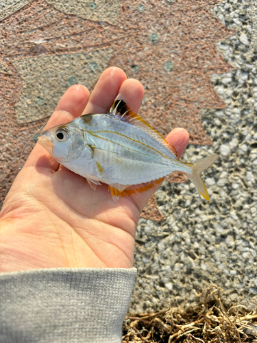 ヒイラギの釣果