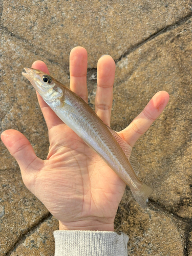 シロギスの釣果