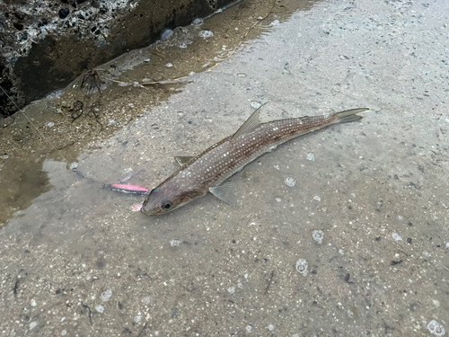 エソの釣果