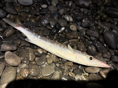 カマスの釣果