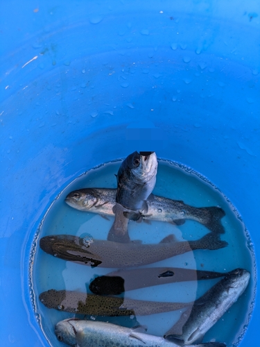 ニジマスの釣果