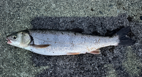 ウグイの釣果