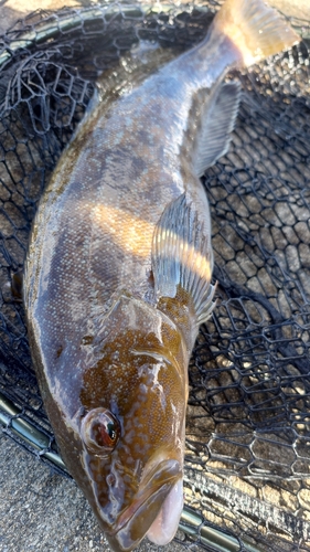 アイナメの釣果