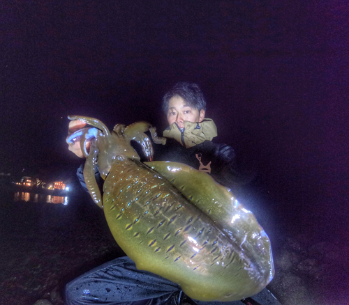 アオリイカの釣果