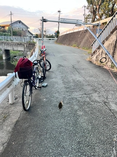 コイの釣果