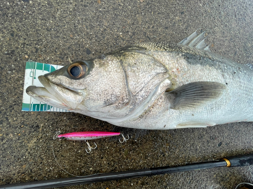 シーバスの釣果