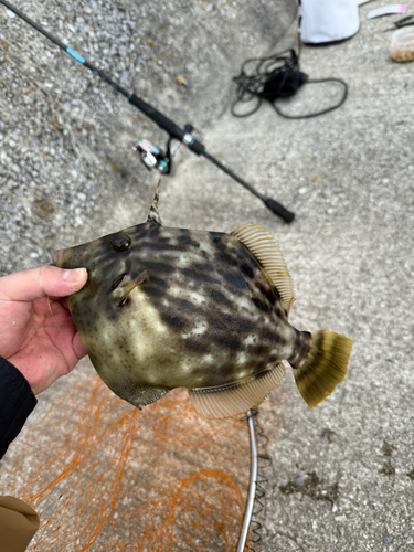 カワハギの釣果