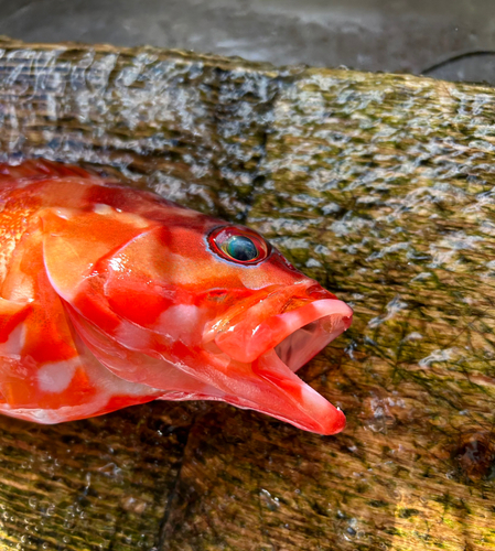 アカハタの釣果