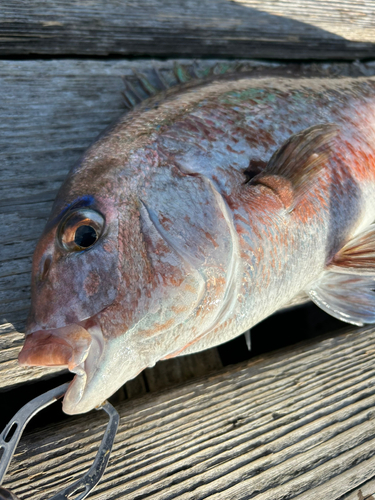 マダイの釣果