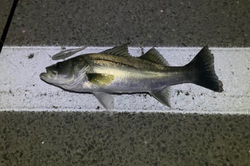 スズキの釣果