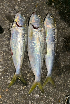 コノシロの釣果