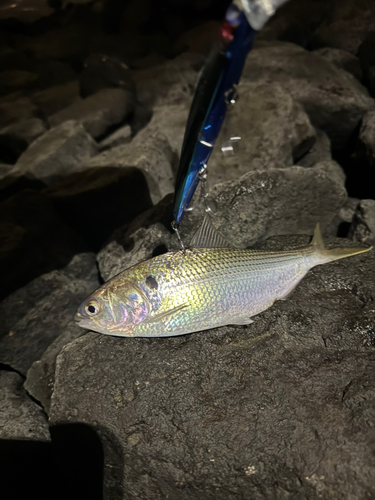 コノシロの釣果