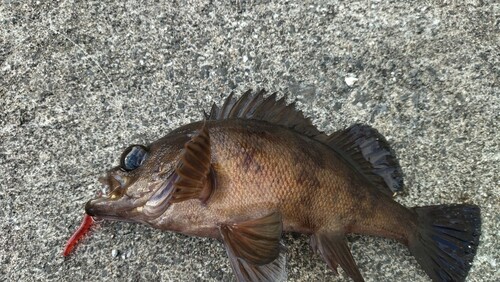 メバルの釣果